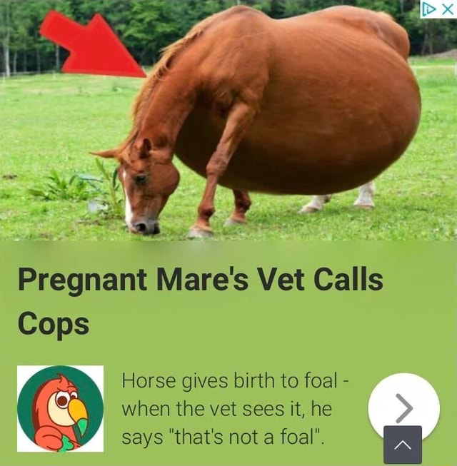 Pregnant Mare's Vet Calls Cops Horse gives birth to foal when the vet