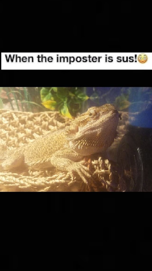 When the imposter is sus! - iFunny