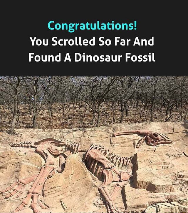 Congratulations You Scrolled So Far And Found A Dinosaur Fossil Ifunny