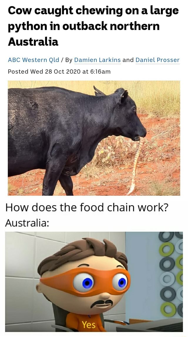 Cow caught chewing on a large python in outback northern Australia ABC ...