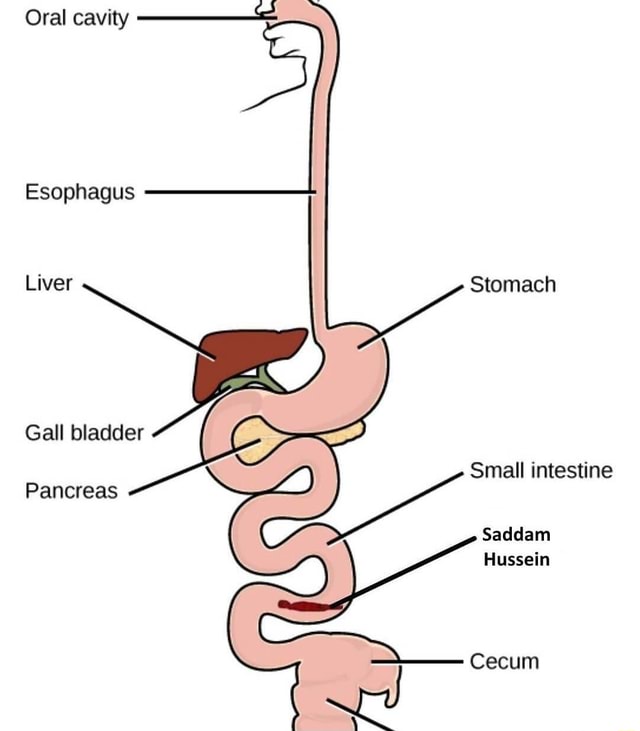 Oral cavity Esophagus Liver Stomach Gall bladder Small intestine ...