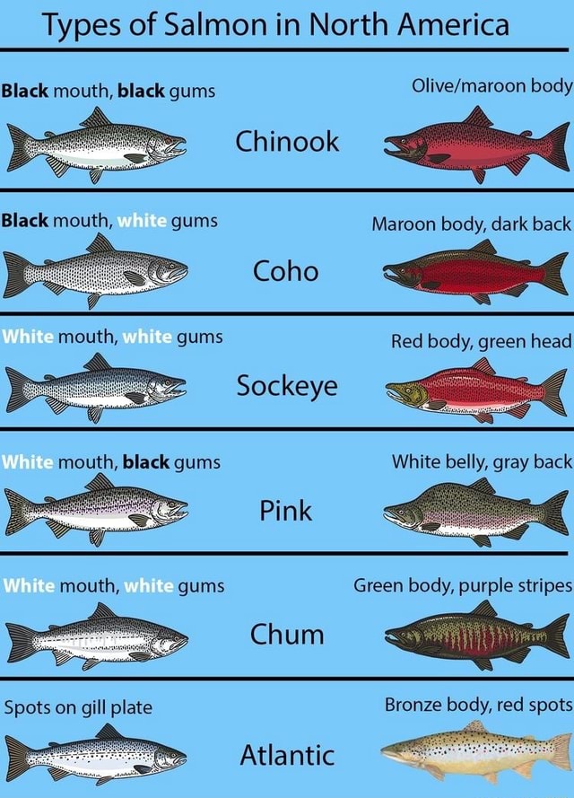 Types of Salmon in North America Black mouth, black gums Black mouth ...