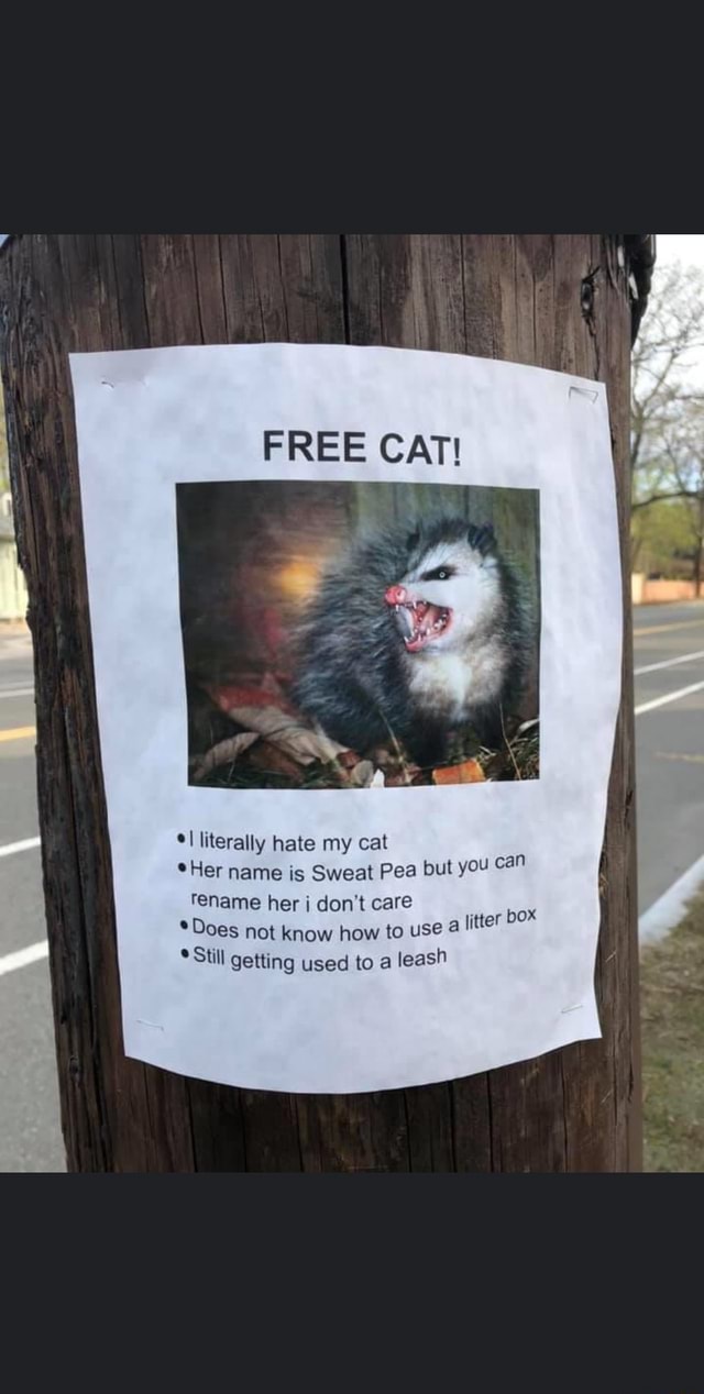 FREE CAT! *I literally hate my cat *Her name is Sweat Pea but you can