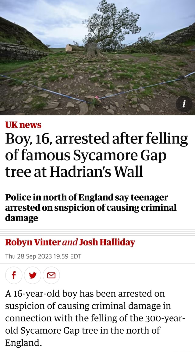 UK News Boy, 16, Arrested After Felling Of Famous Sycamore Gap Tree At ...