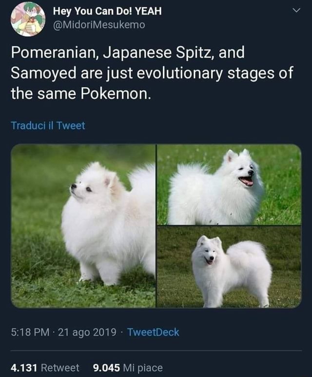 japanese spitz and samoyed