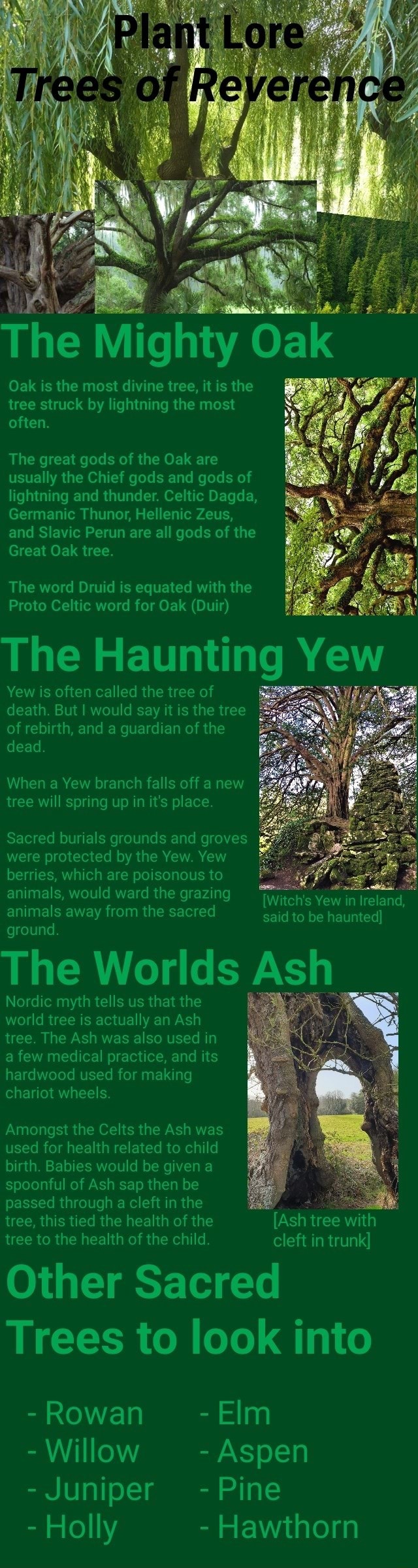 The Mighty Oa Oak is the most divine tree, it is the tree struck by lightning the most often