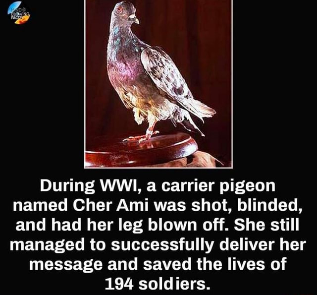 During WWI, A Carrier Pigeon Named Cher Ami Was Shot, Blinded, And Had ...