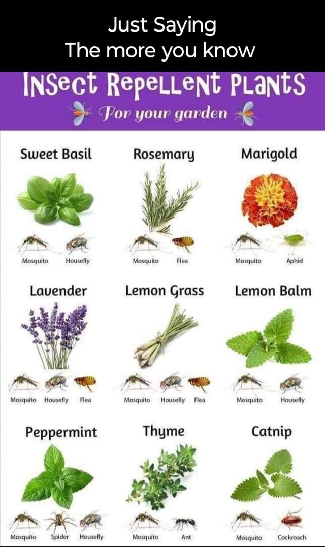 Just Saying The more you know INSect RepeLLent PLants Por your garden