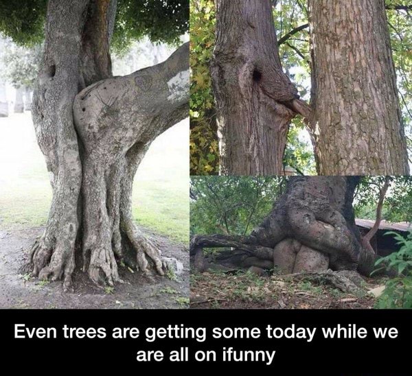 Even trees are getting some today while we are all on ifunny - Even ...