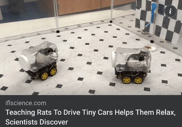 Teaching Rats To Drive Tiny Cars Helps Them Relax, Scientists Discover ...