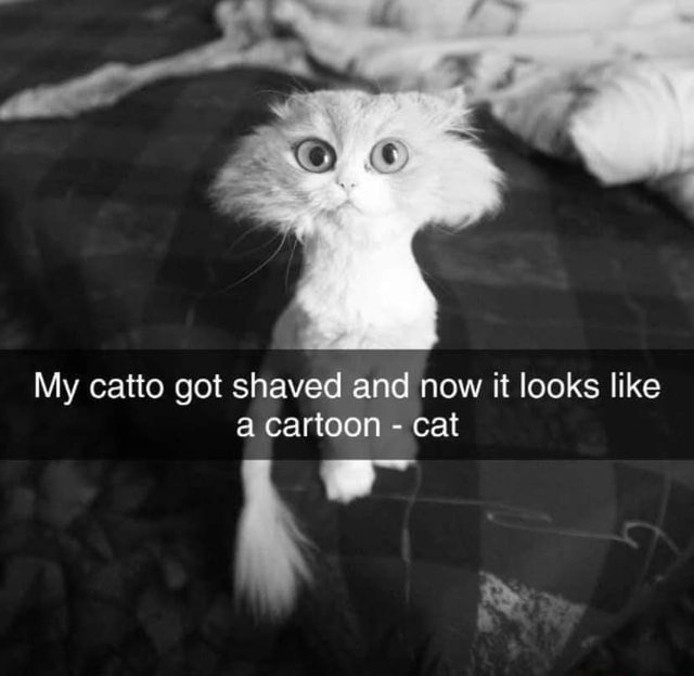 My catto got shaved and now it looks like a cartoon - cat - America’s ...