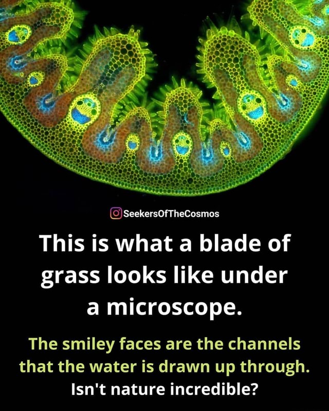 (C) SeekersOfTheCosmos This is what a blade of grass looks like under a