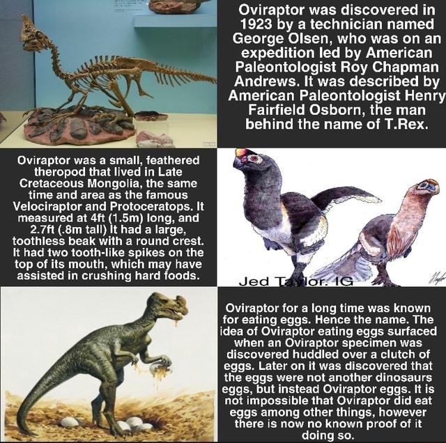 Oviraptor was discovered in 1923 by a technician named George Olsen ...