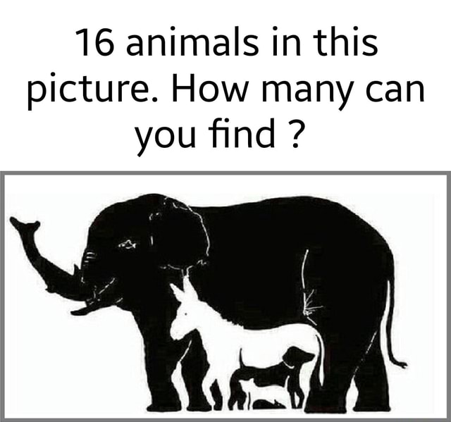 16 animals in this picture. How many can you find ? - iFunny