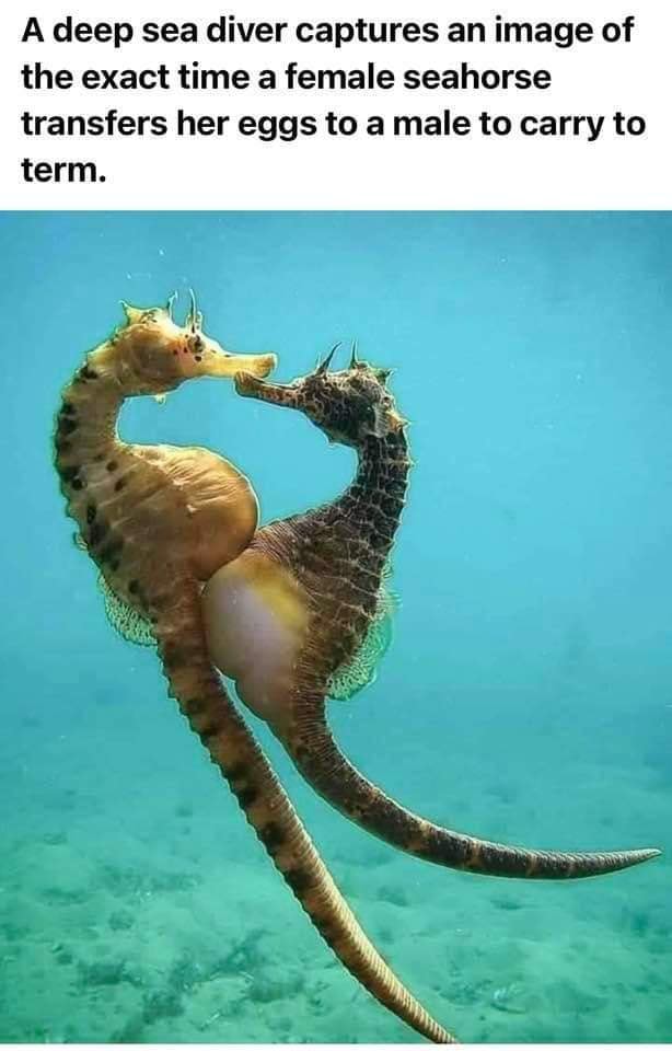 A Deep Sea Diver Captures An Image Of The Exact Time A Female Seahorse a-deep-sea-diver-captures-an-image-of-the-exact-time-a-female-seahorse