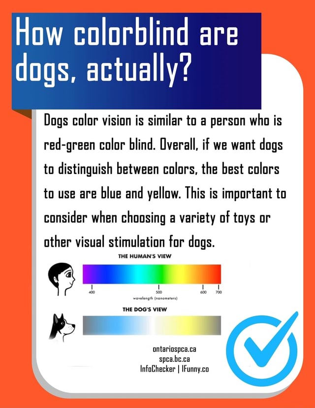 How colorblind are dogs, actually? Dogs color vision is similar to a ...