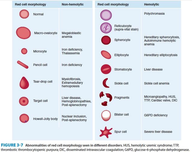 Sharing my click hole. -warning- blood. - Red cell morphology Non ...