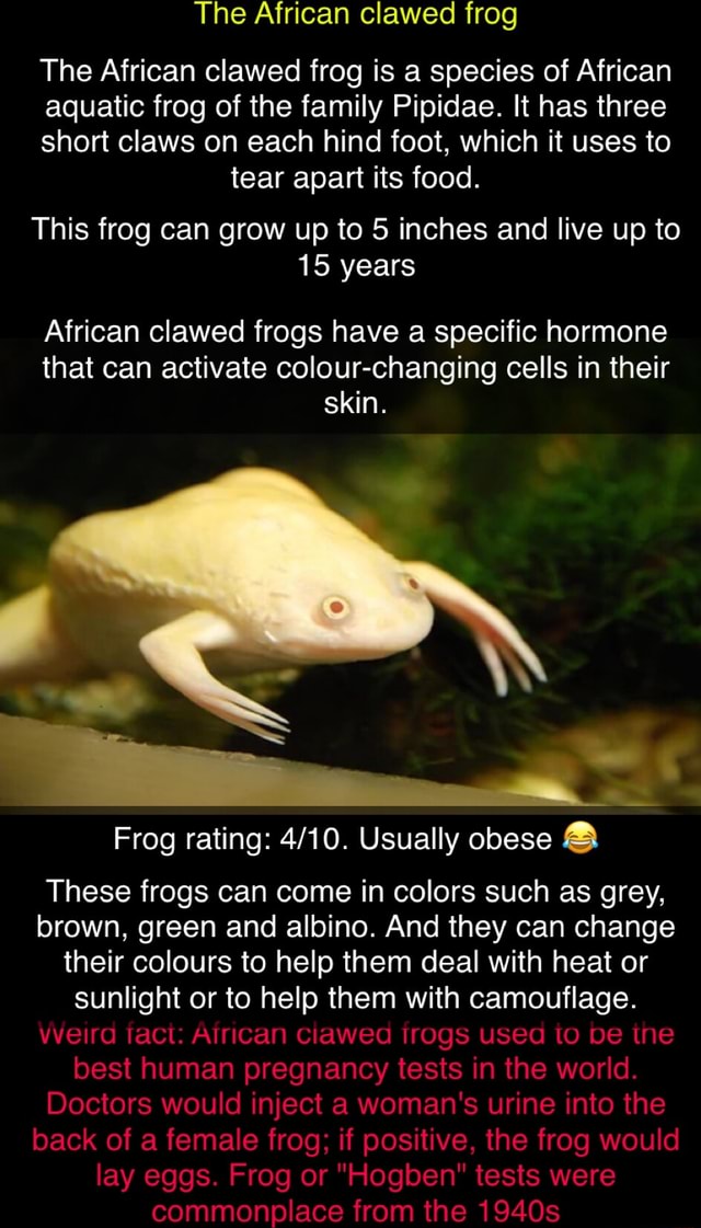 The African clawed frog The African clawed frog is a species of African