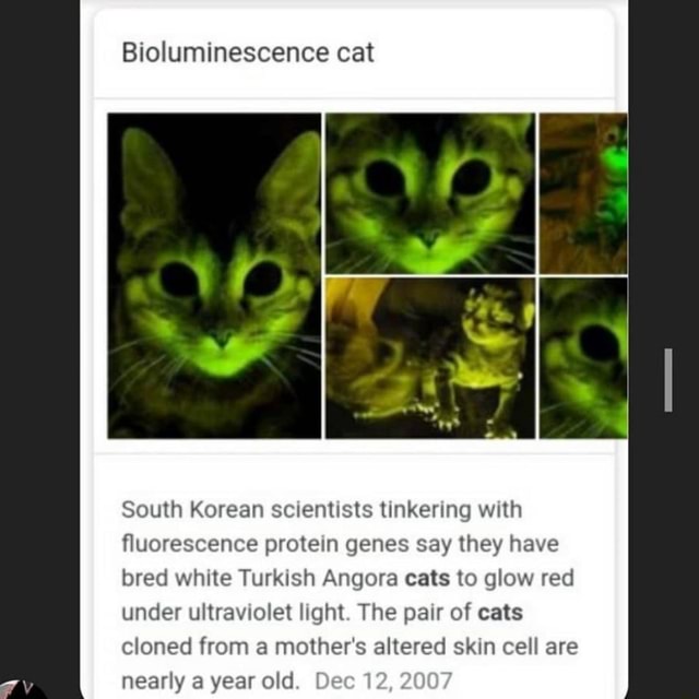  Bioluminescence cat  South Korean scientists tinkering with 