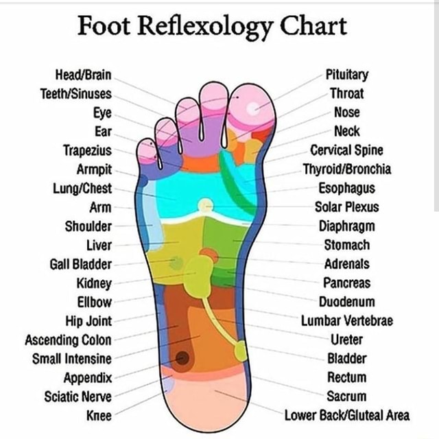 Foot Reflexology Chart Head/Brain Pituitary Teeth/Sinuses Throat Eye