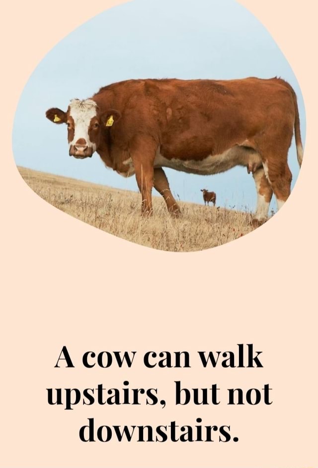 a-cow-can-walk-upstairs-but-not-downstairs-ifunny