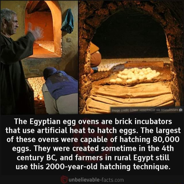 The Egyptian egg ovens are brick incubators that use artificial heat to