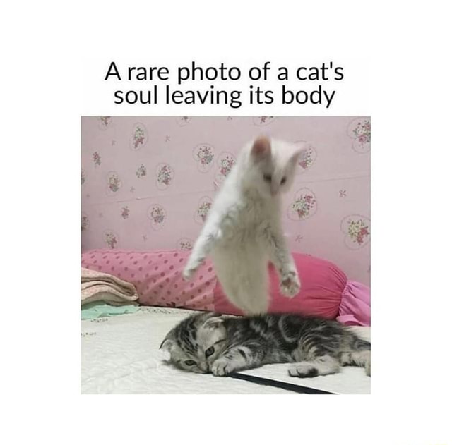 A rare photo of a cat's soul leaving its body FF iFunny