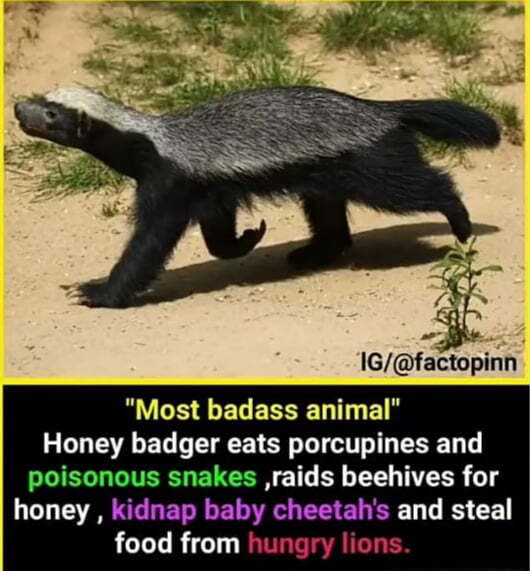 "Most badass animal" Honey badger eats porcupines and poisonous snakes