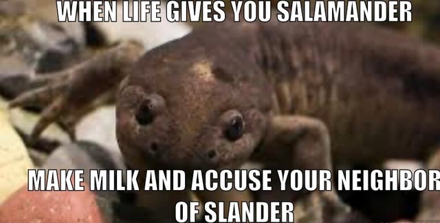 Milk Salamanders Neighor Memesthatmakenosense When Life Gives You Salamander I Make Milk