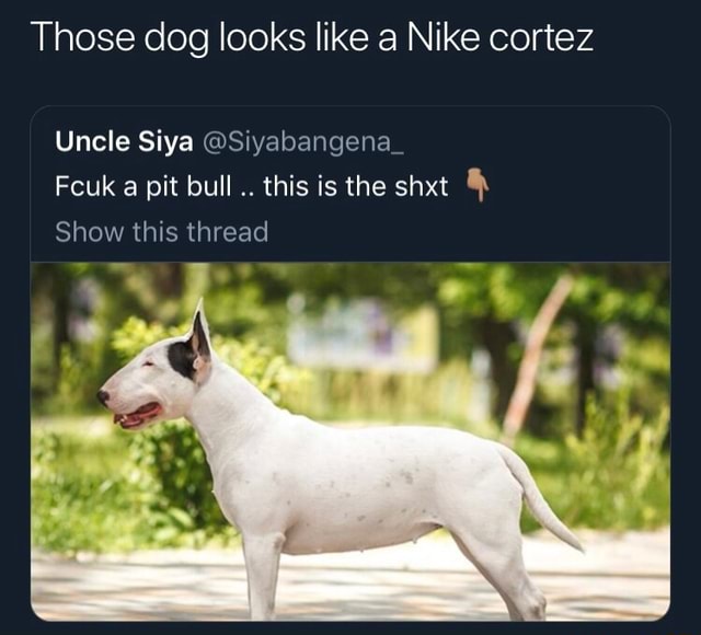dog that looks like a nike cortez
