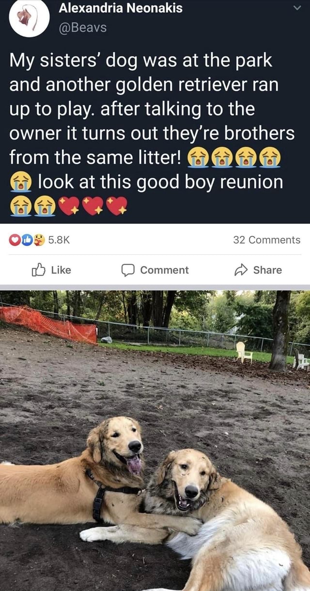 Alexandria Neonakis My sisters' dog was at the park and another golden ...
