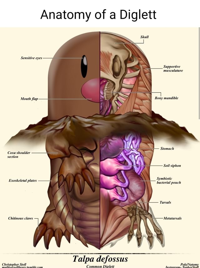 Anatomy of a Diglett Sensitive eyes Supportive musculature Bony ...