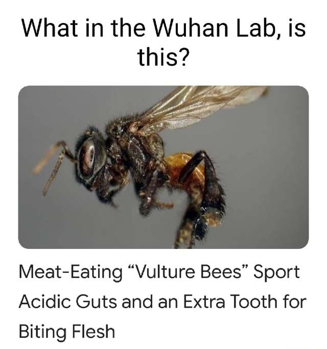 What in the Wuhan Lab, is this? af MeatEating "Vulture Bees" Sport
