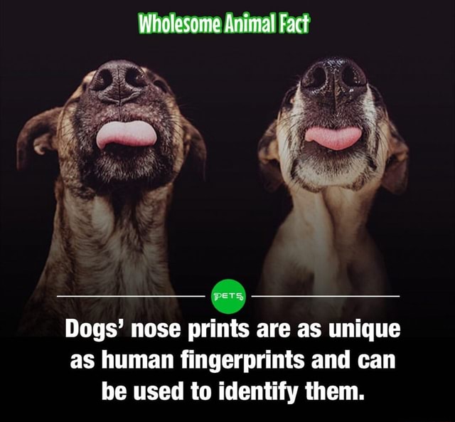 Wholesome Animal Fact Dogs' Nose Prints Are As Unique As Human ...