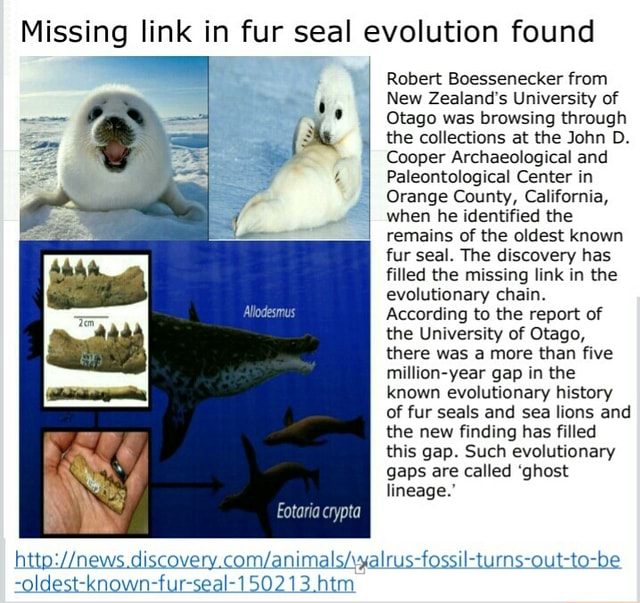 Missing link in fur seal evolution found Robert Boessenecker from New
