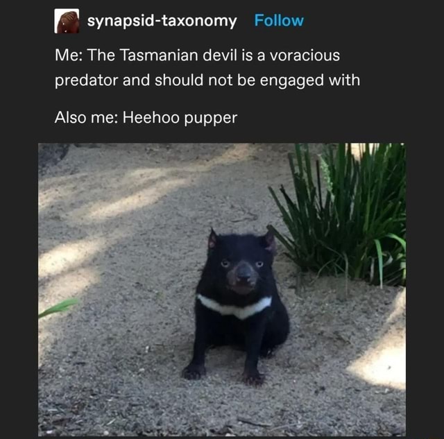 Tasmanian babies - rr synapsid-taxonomy Follow Me: The Tasmanian devil