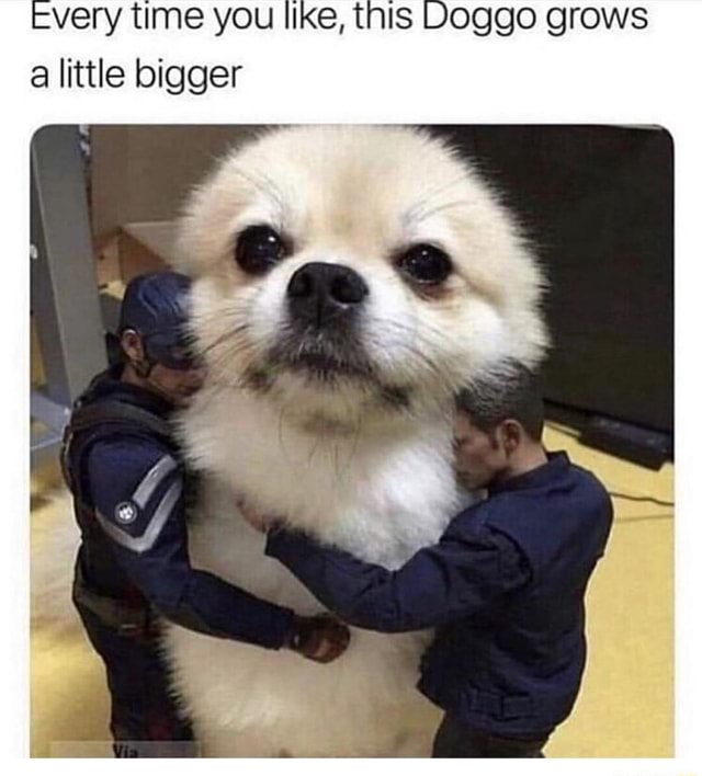 Very time you like, this Doggo grows a little bigger - iFunny