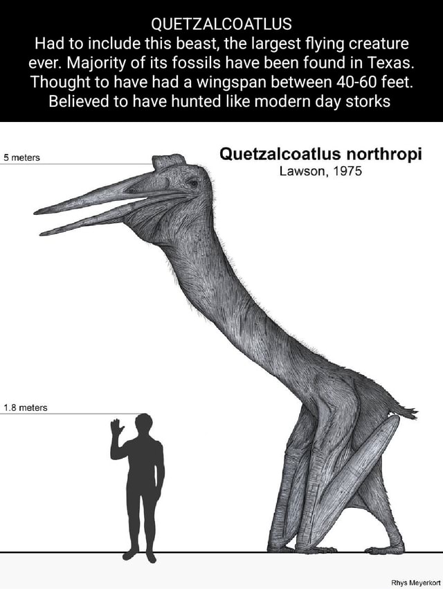 QUETZALCOATLUS Had to include this beast, the largest flying creature