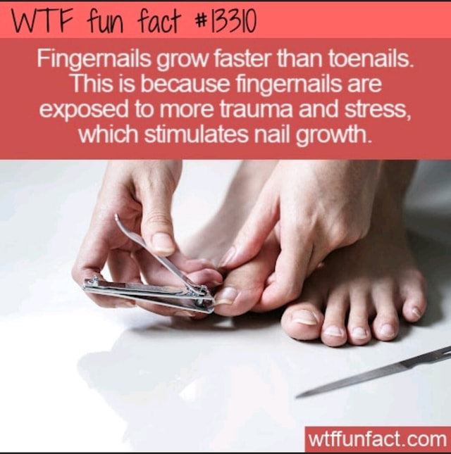 WT fun fact Fingernails grow faster than toenails. This is because fingemails are exposed to