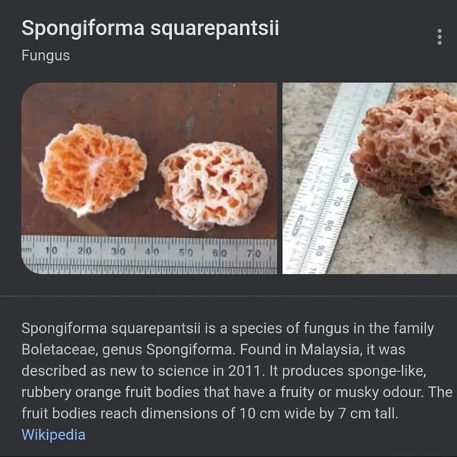 Spongiforma squarepantsii Fungus Spongiforma squarepantsii is a species