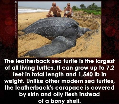 The leatherback sea turtle is the largest of all living turtles. It can ...