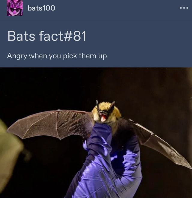 Bats Bats Angry when you pick them up - iFunny