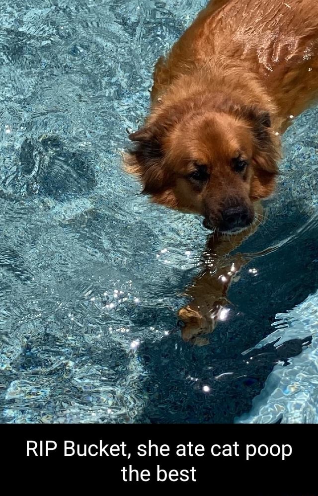 RIP Bucket, she ate cat poop the best iFunny