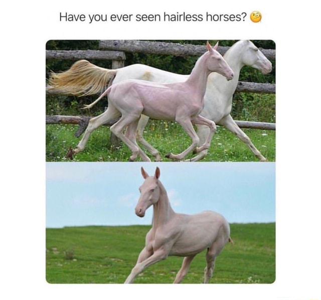 Have you ever seen hairless horses? (3 - iFunny