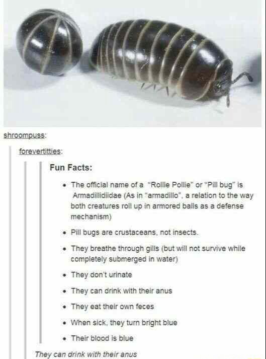 Shroompuss fore Fun Facts The official name of a "Rollie Pollie" or