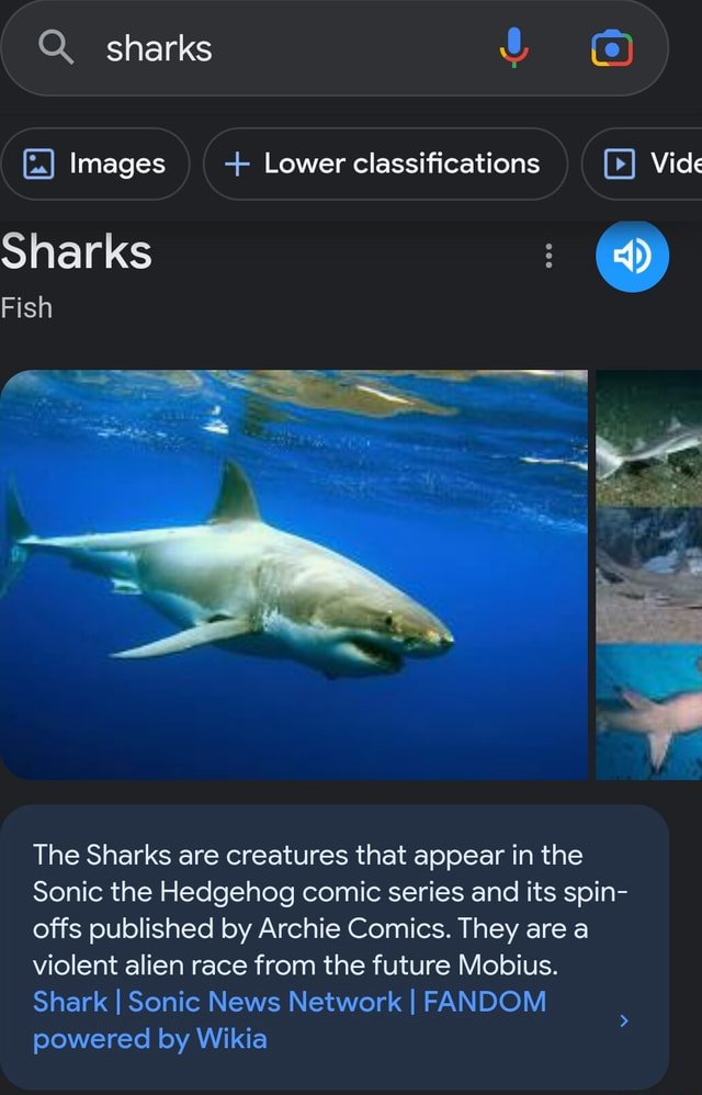 Q. sharks Images + Lower classifications Vide Sharks Fish The Sharks ...