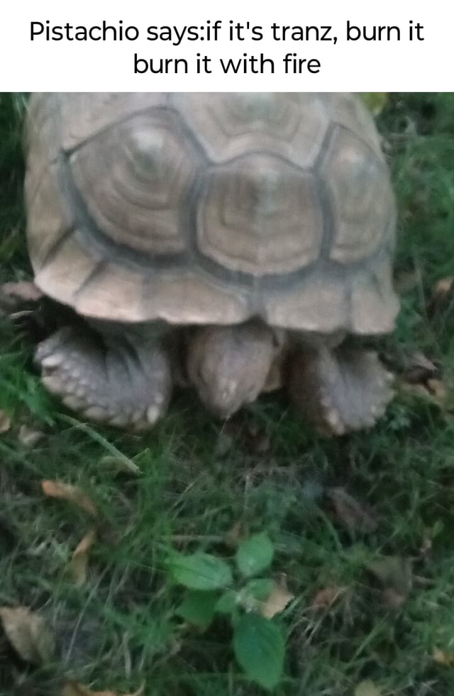 Pistachio it's tranz, burn it burn it with fire iFunny