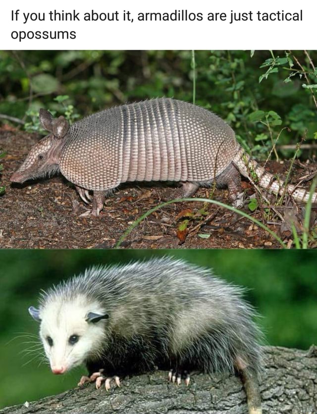 If you think about it, armadillos are just tactical opossums - )