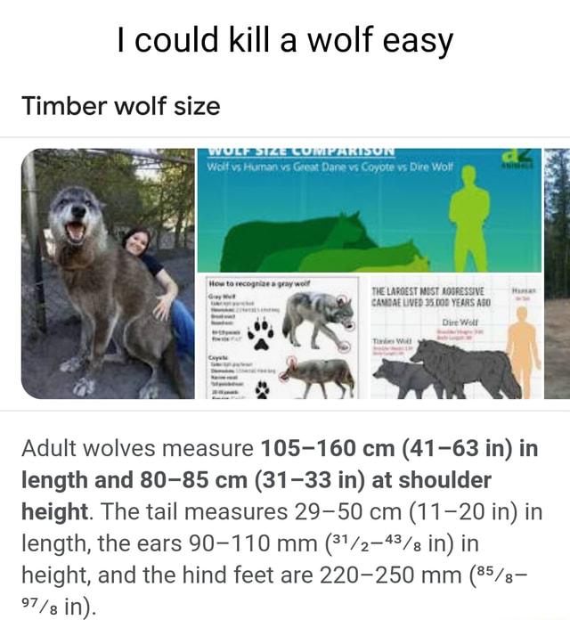 Could kill a wolf easy Timber wolf size THE LAROLS MOST ADSRESSIVE SVE