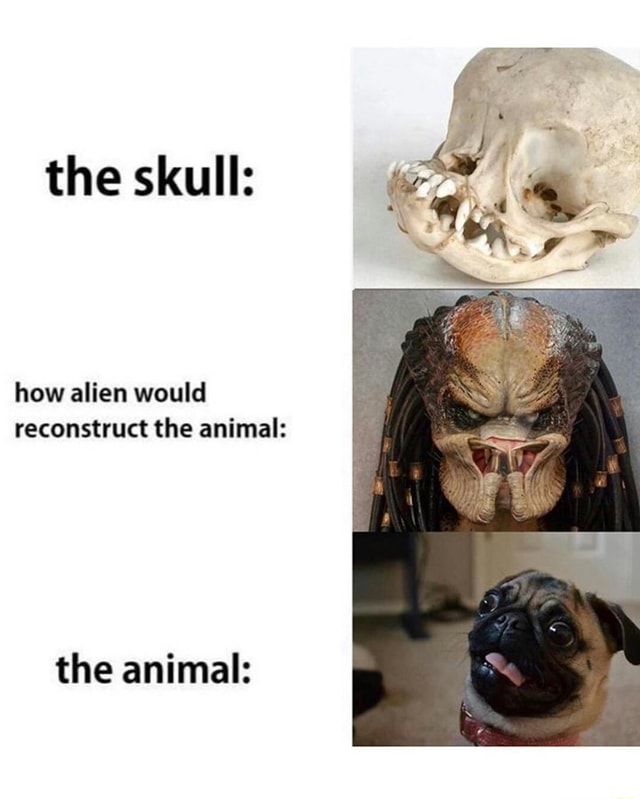 The skull: how alien would reconstruct the animal: the animal: - iFunny